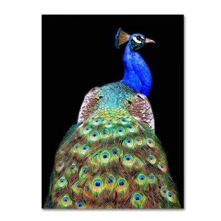 Danny Mendoza 'Peacock' Canvas Art,24x32